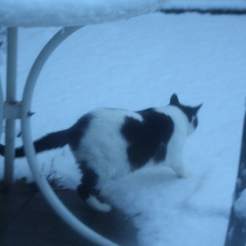 Poppy testing the snow